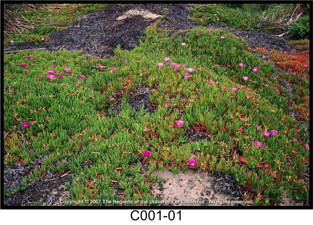 May contain: plant, ground, grass, petal, flower, blossom, and vegetation