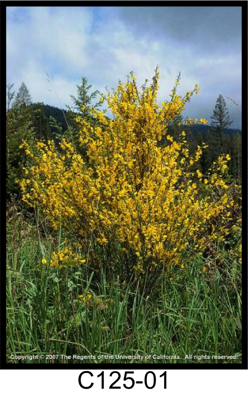 May contain: bush, plant, vegetation, blossom, flower, and asteraceae