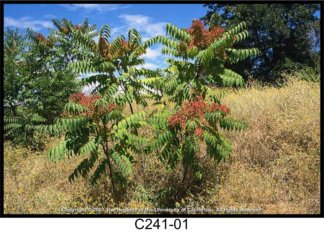 May contain: plant, tree, conifer, and vegetation