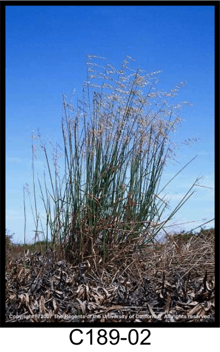 May contain: grass, plant, lawn, agropyron, vegetation, and bush