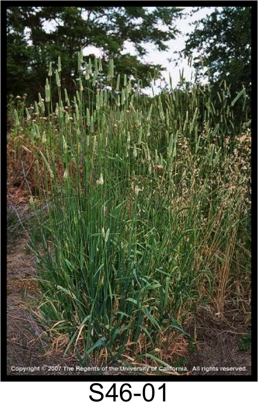 Harding Grass, Bulbous Canarygrass - Cachuma Resource Conservation District