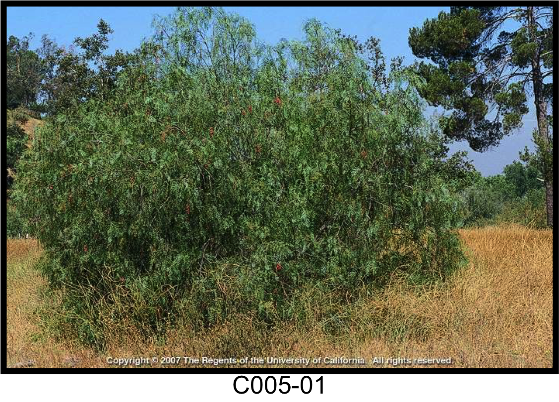 May contain: plant, vegetation, bush, tree, nature, outdoors, field, and grassland