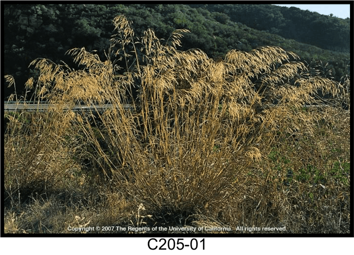 May contain: grass, plant, lawn, and reed