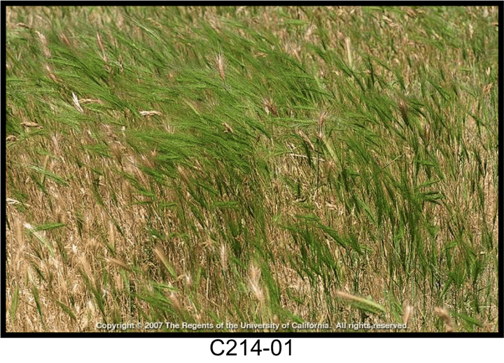 May contain: grass, plant, agropyron, lawn, and vegetation