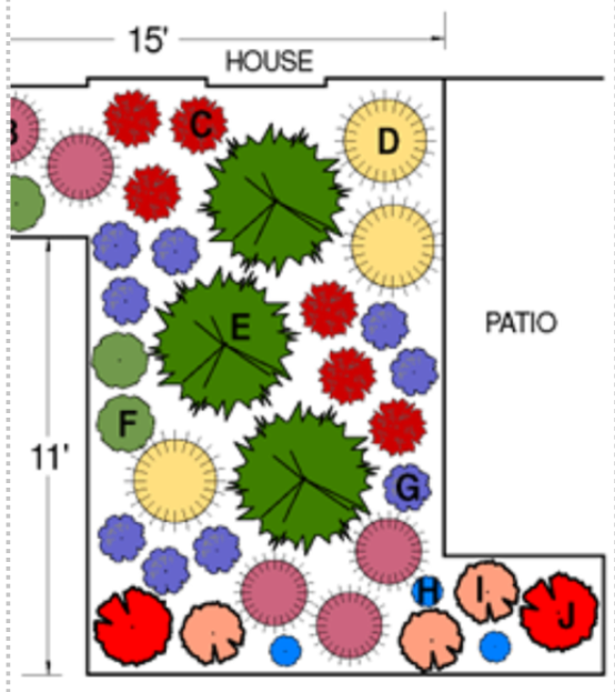 Landscape design plan with labeled plants and a patio area near a house, dimensions 15' x 11'.