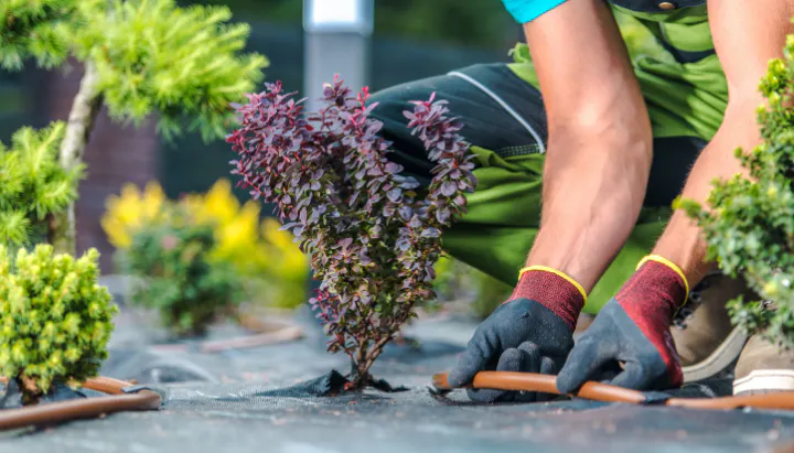 A person planting a small shrub in a garden, surrounded by various plants and using gardening tools.