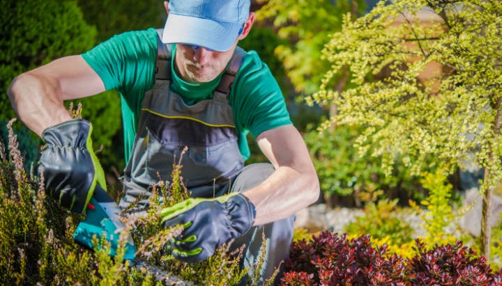 A person is gardening, using gloves and tools to tend to plants in a vibrant outdoor setting.