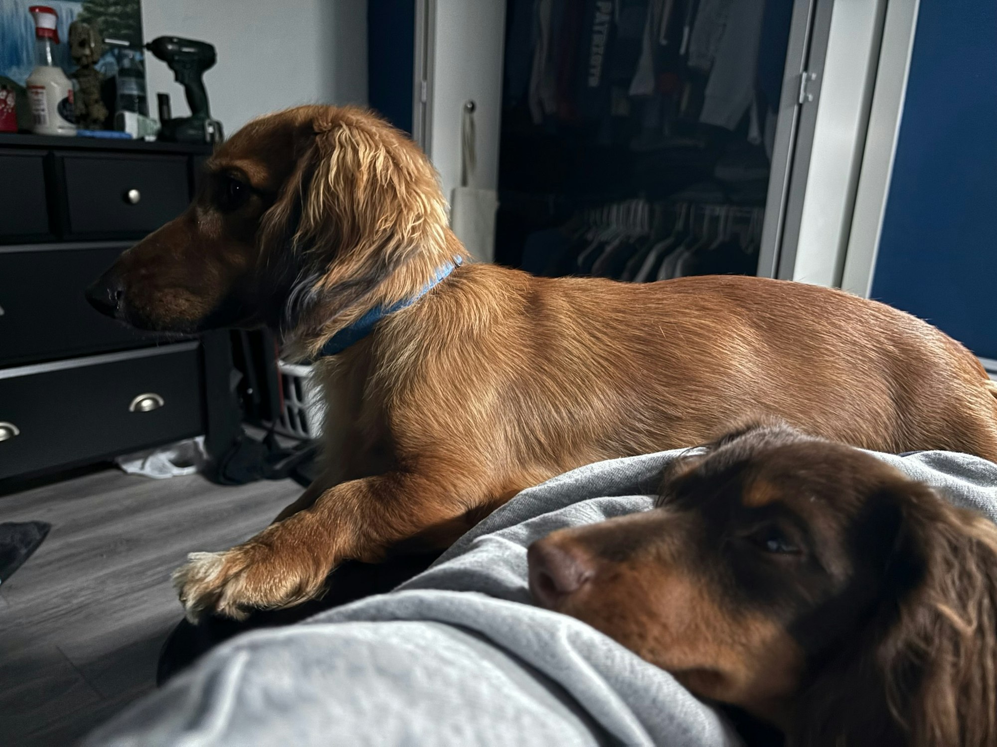 Two dogs resting on a person's lap, one looking to the side and the other resting its head. A cozy indoor setting.
