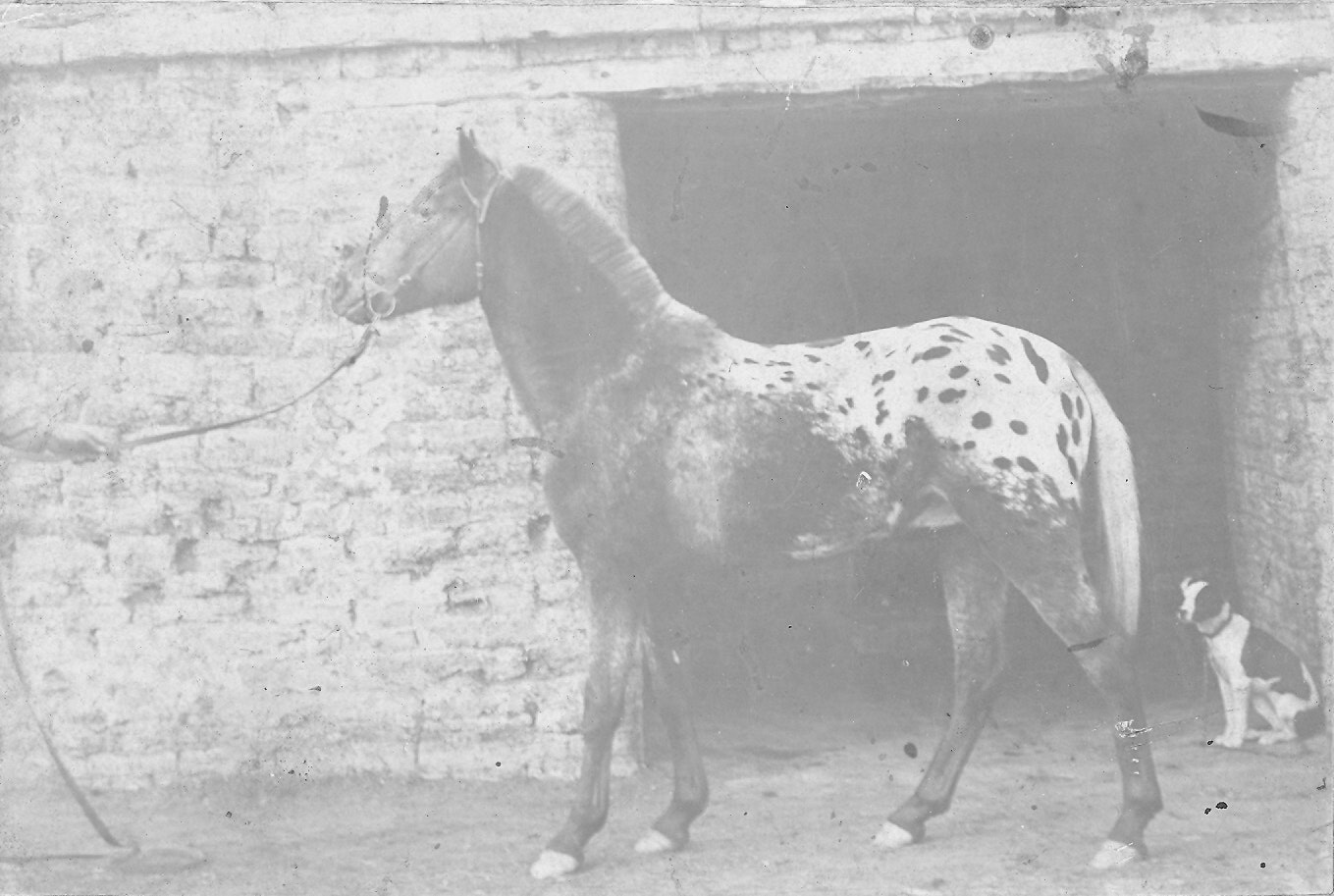 May contain: animal, horse, mammal, canine, dog, pet, and colt horse