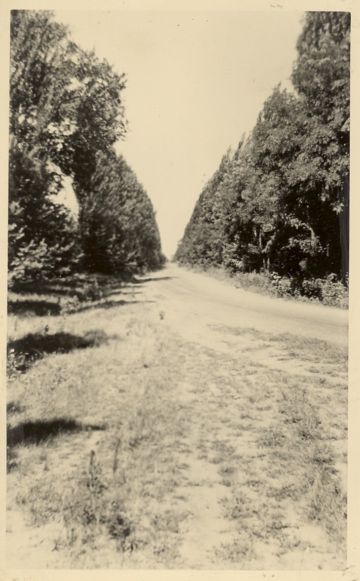 May contain: plant, tree, road, fir, gravel, vegetation, land, nature, outdoors, and path