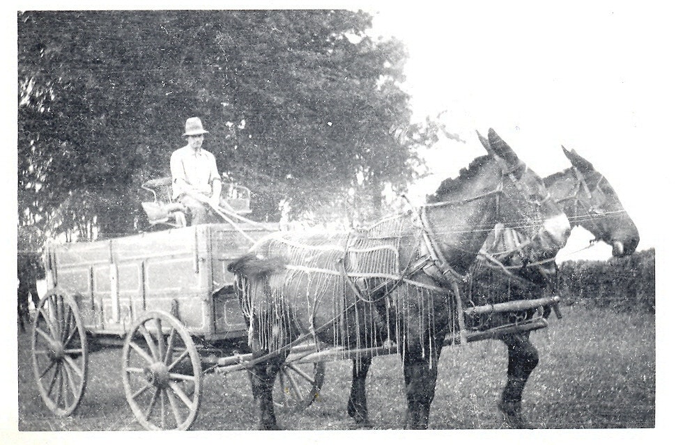 May contain: transportation, vehicle, wagon, person, machine, wheel, horse cart, animal, horse, and mammal