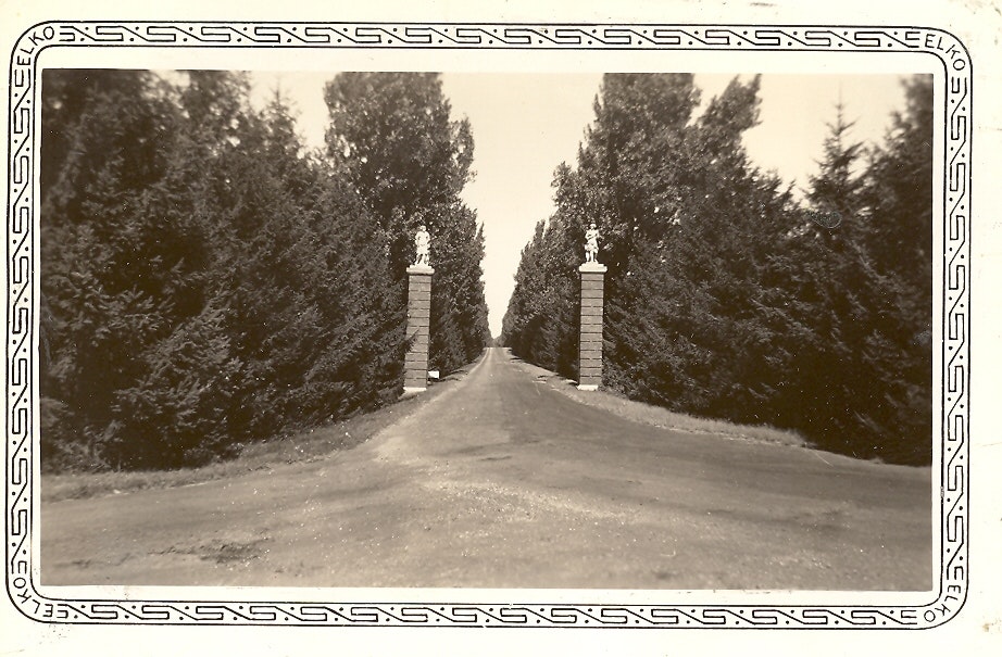 May contain: plant, tree, fir, road, tarmac, conifer, outdoors, and vegetation