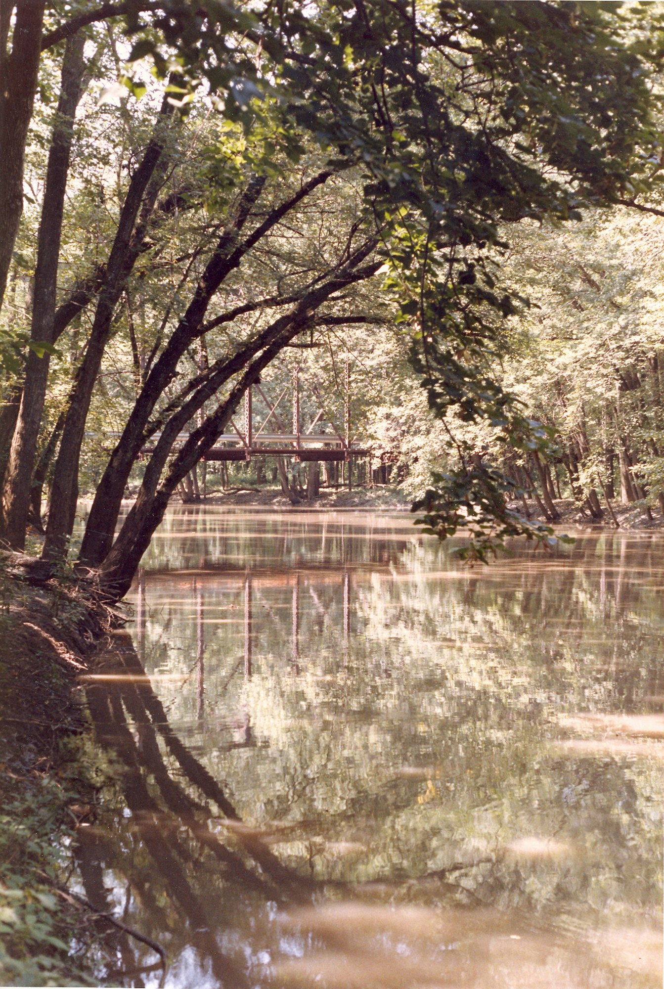 May contain: land, nature, outdoors, pond, water, plant, vegetation, grove, tree, woodland, jungle, swamp, and scenery