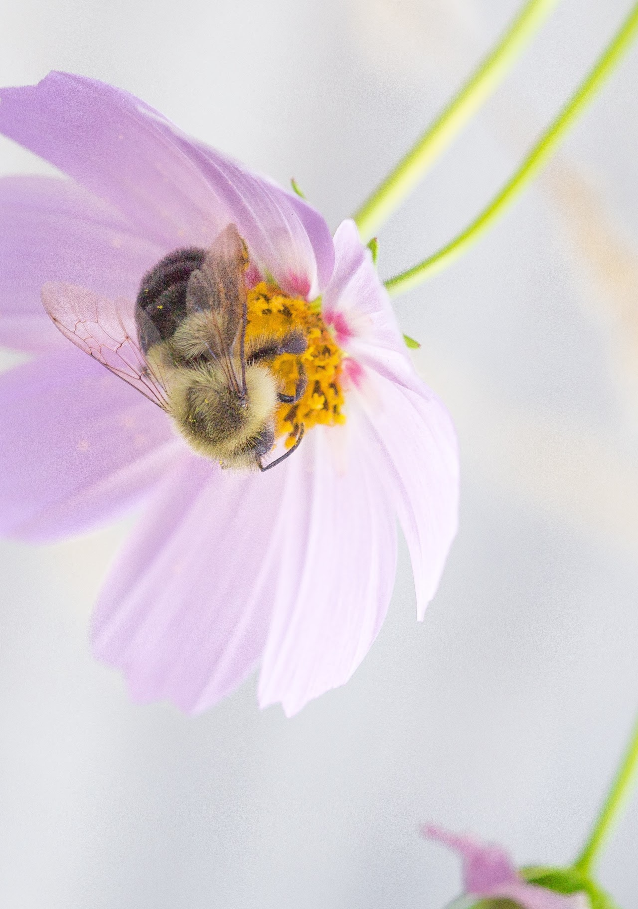 A bee is collecting nectar from a purple flower.