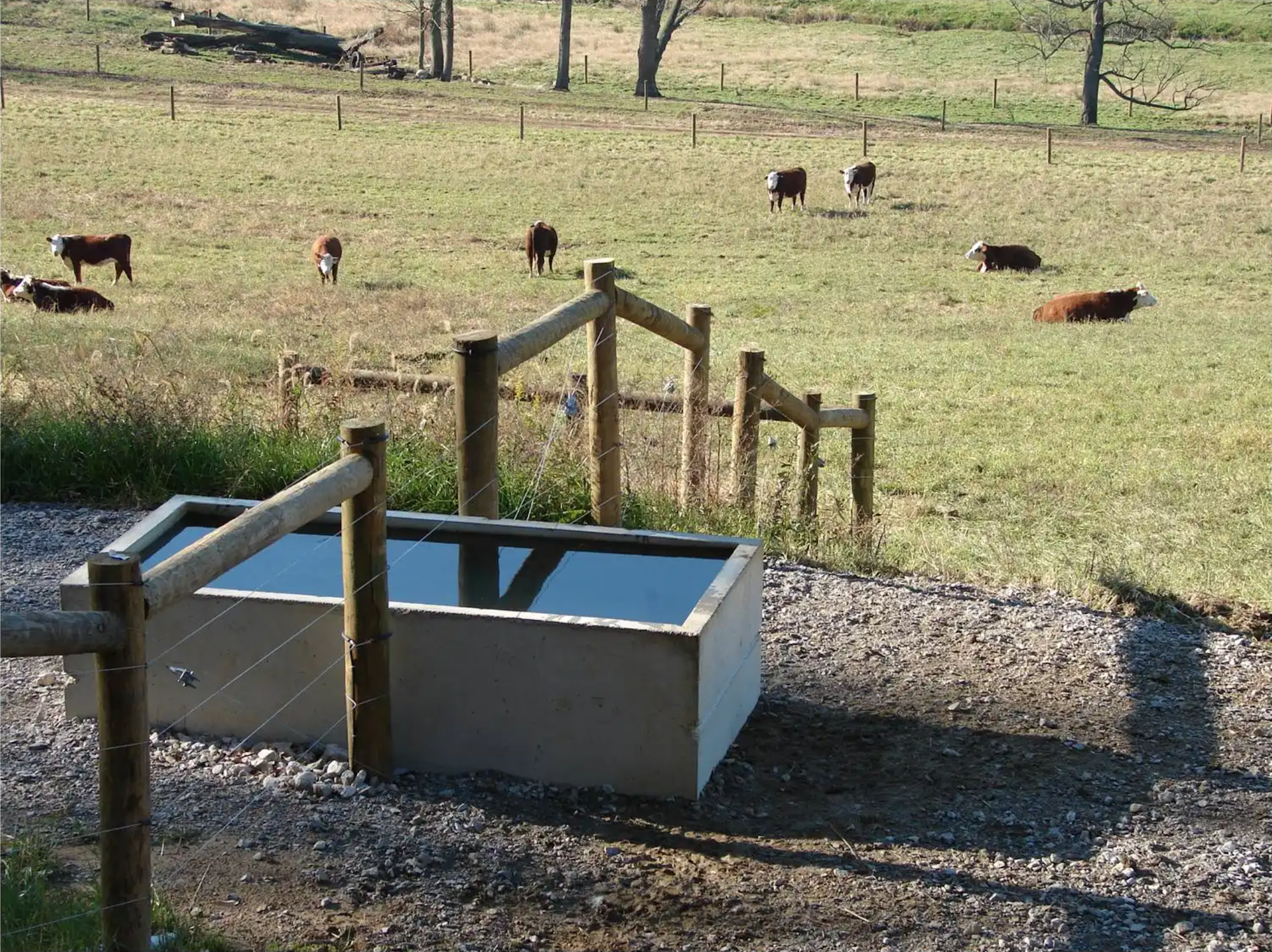 A pasture with grazing cattle and a fenced-off water trough in the foreground.