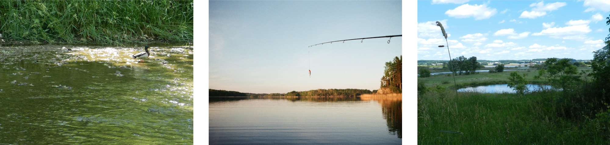 A duck in a stream, a fishing rod over a calm lake, and a grassy field with ponds under a blue sky.