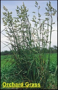 Tall, green orchard grass with seed heads against a blurred outdoor background.