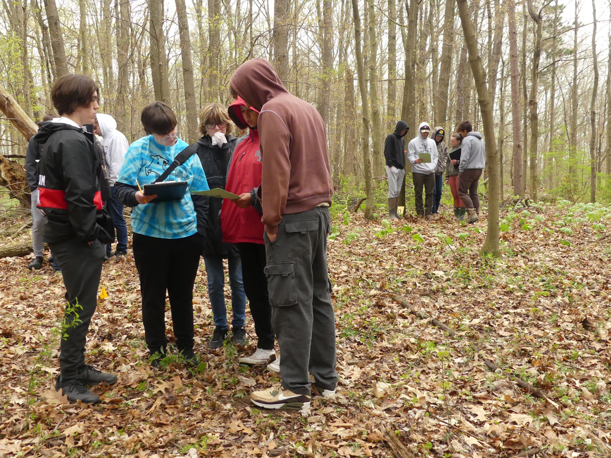 Groups of people in a forest, examining papers and devices, surrounded by trees and fallen leaves.
