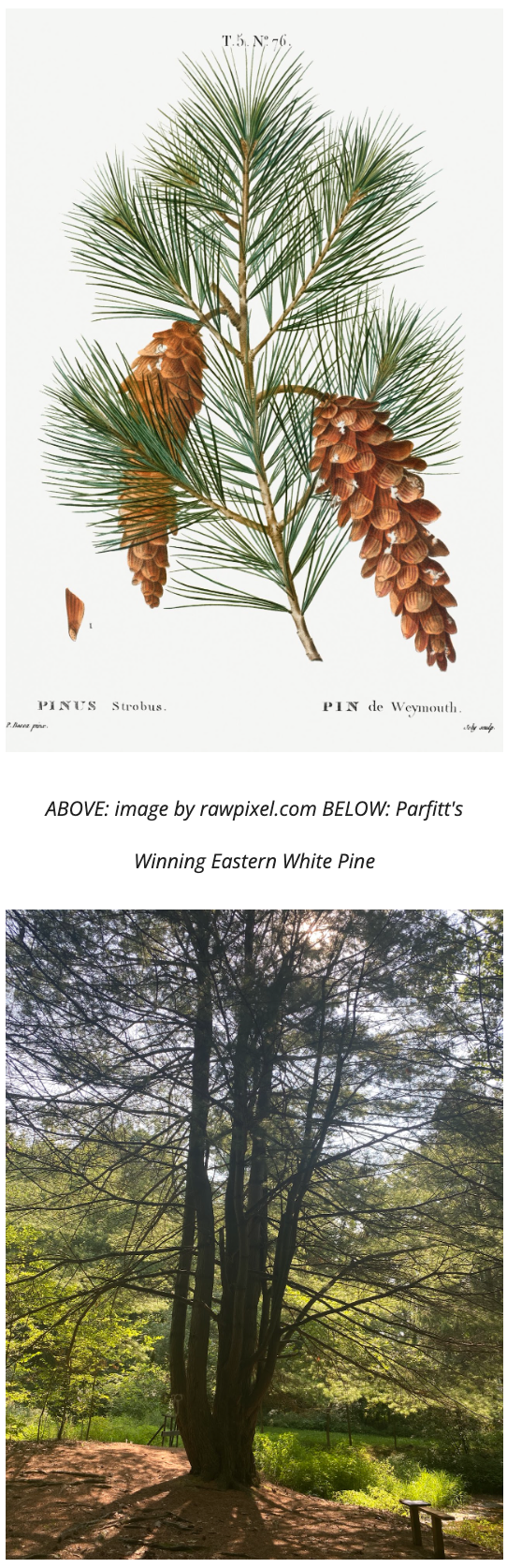 Top: Illustrated Eastern White Pine branch with cones. Bottom: Large Eastern White Pine tree in a sunlit forest scene.