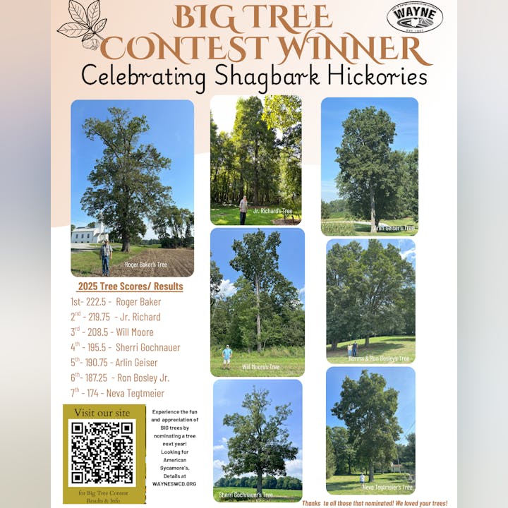 Collage of Shagbark Hickory trees from a "Big Tree Contest" with rankings and scores. Website info and contest participation details included.
