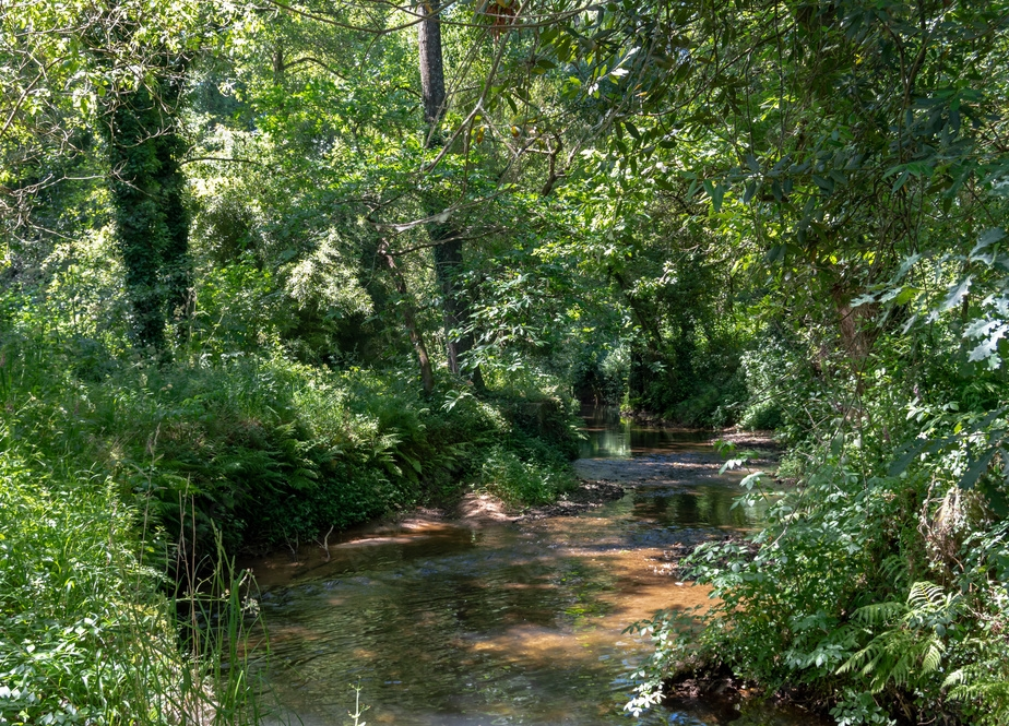 A serene forest stream surrounded by lush green foliage and trees.