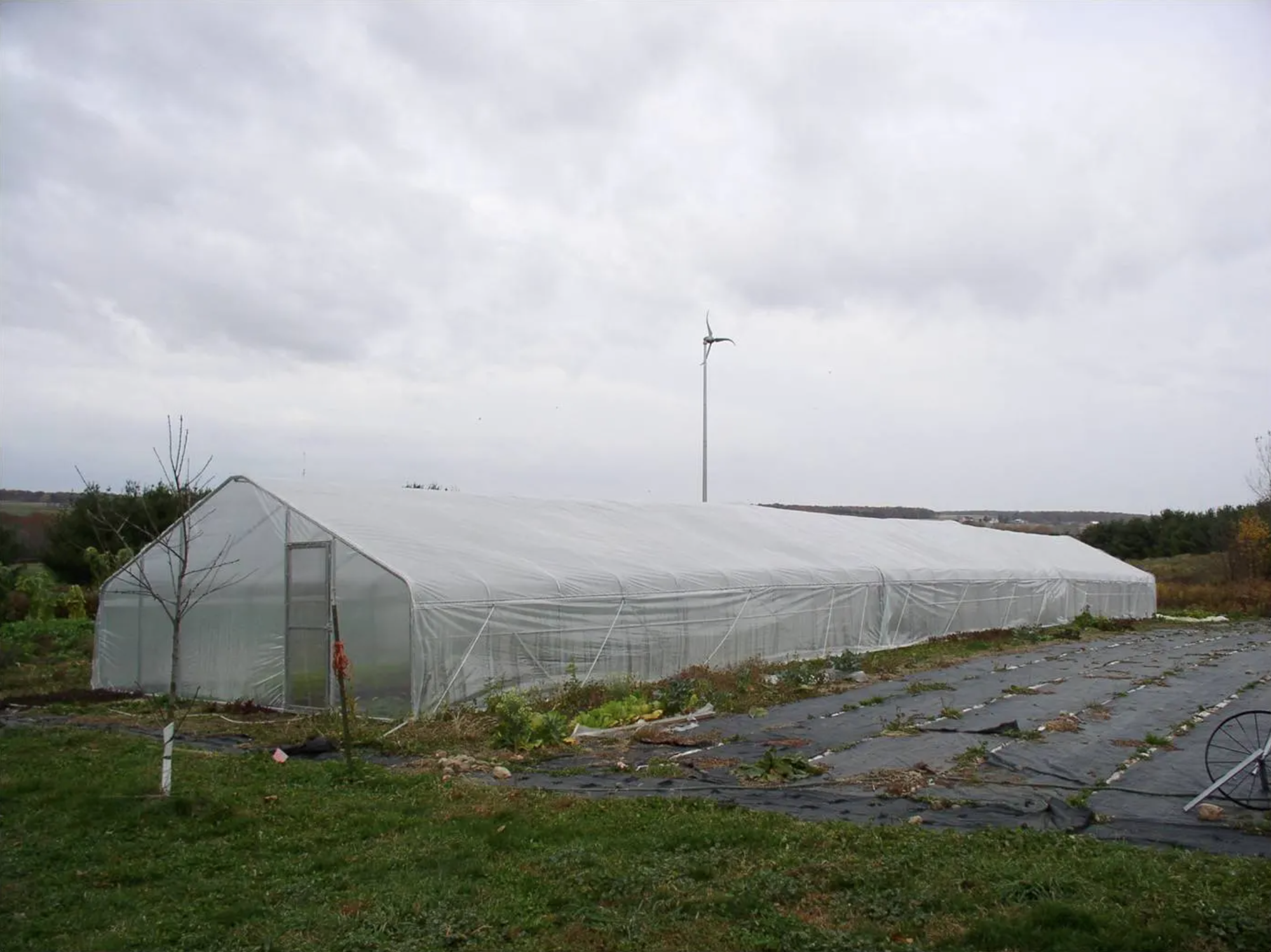 A large plastic greenhouse next to some planting rows with a wind turbine in the background under a cloudy sky.