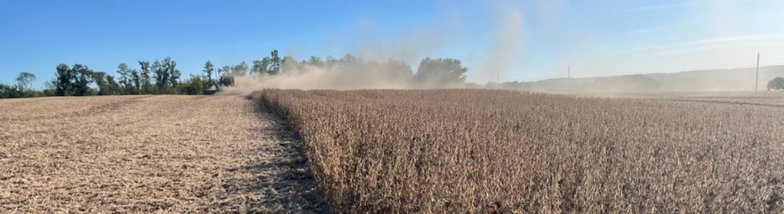 A wide view of a field of soy beans being harvested on a farm, with a tree line in the background, under a clear blue sky.