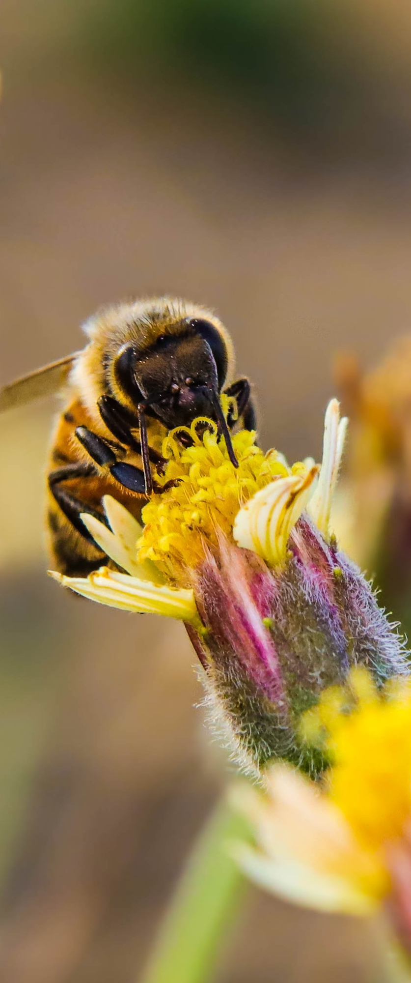 Close-up of a bee collecting nectar from a yellow flower.