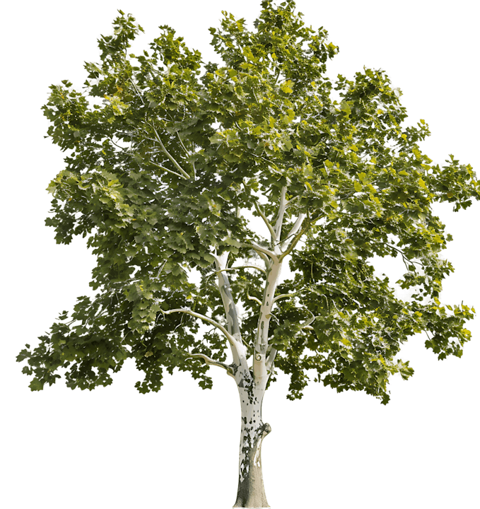 A green-leaved tree with a white trunk against a plain background.