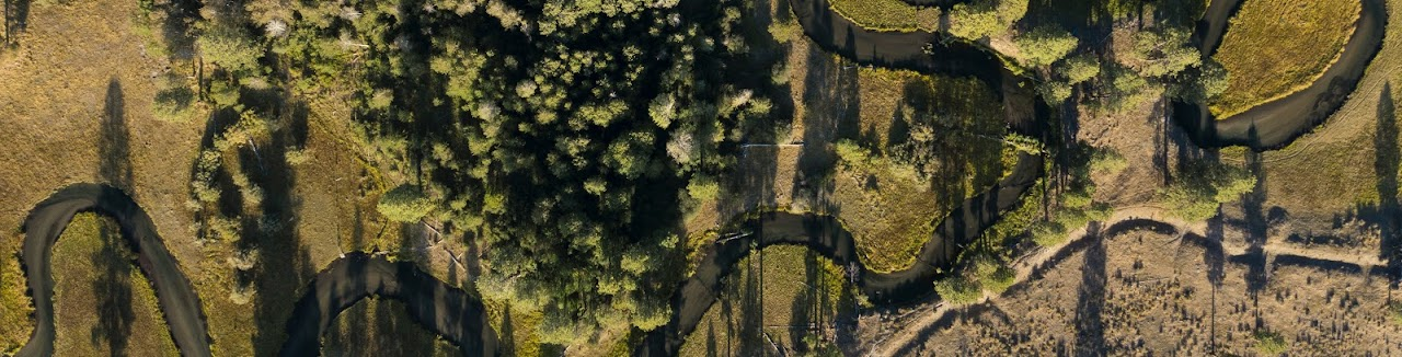Aerial view of a lush forest with winding rivers, surrounded by grassy areas and scattered trees.