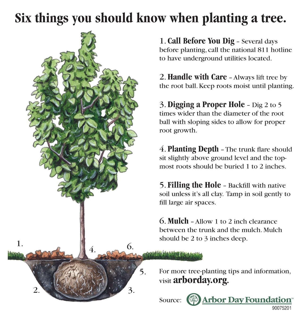 Tips for planting a tree: call before digging, handle with care, dig wide, ensure proper depth, fill hole correctly, and mulch properly.