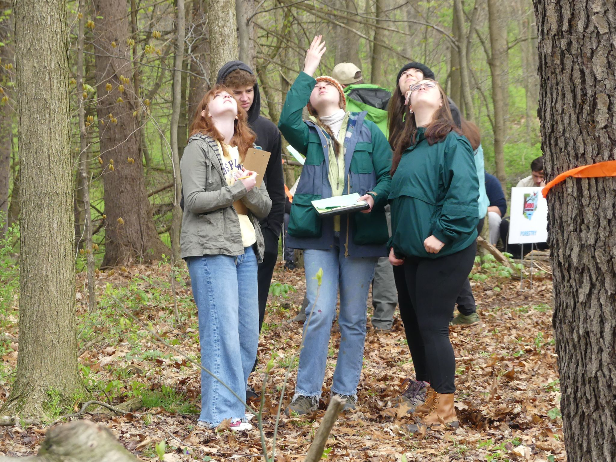 A group of people in a forest looking up at the trees, holding clipboards and notes.