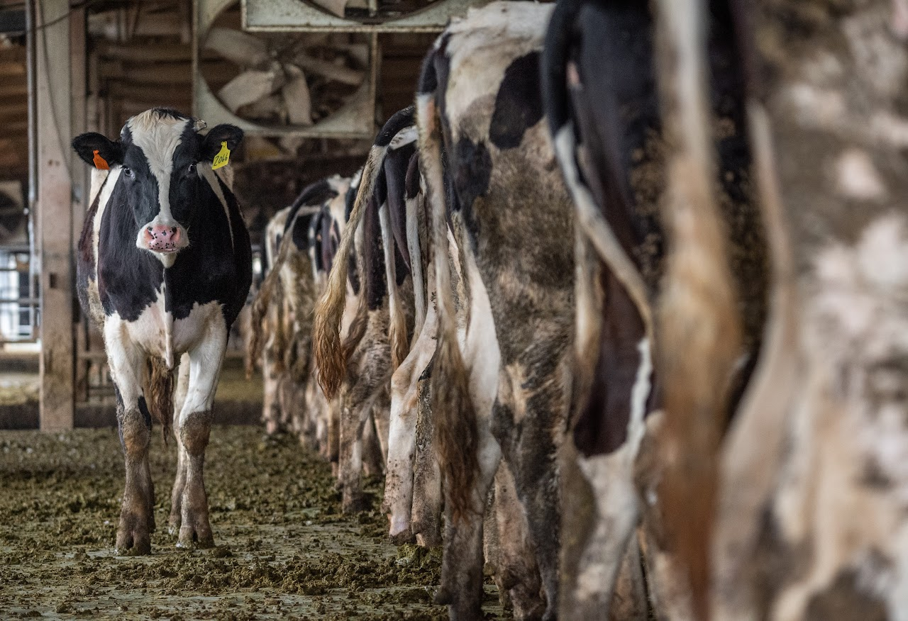 Cows standing in a row inside a barn, one facing the camera.