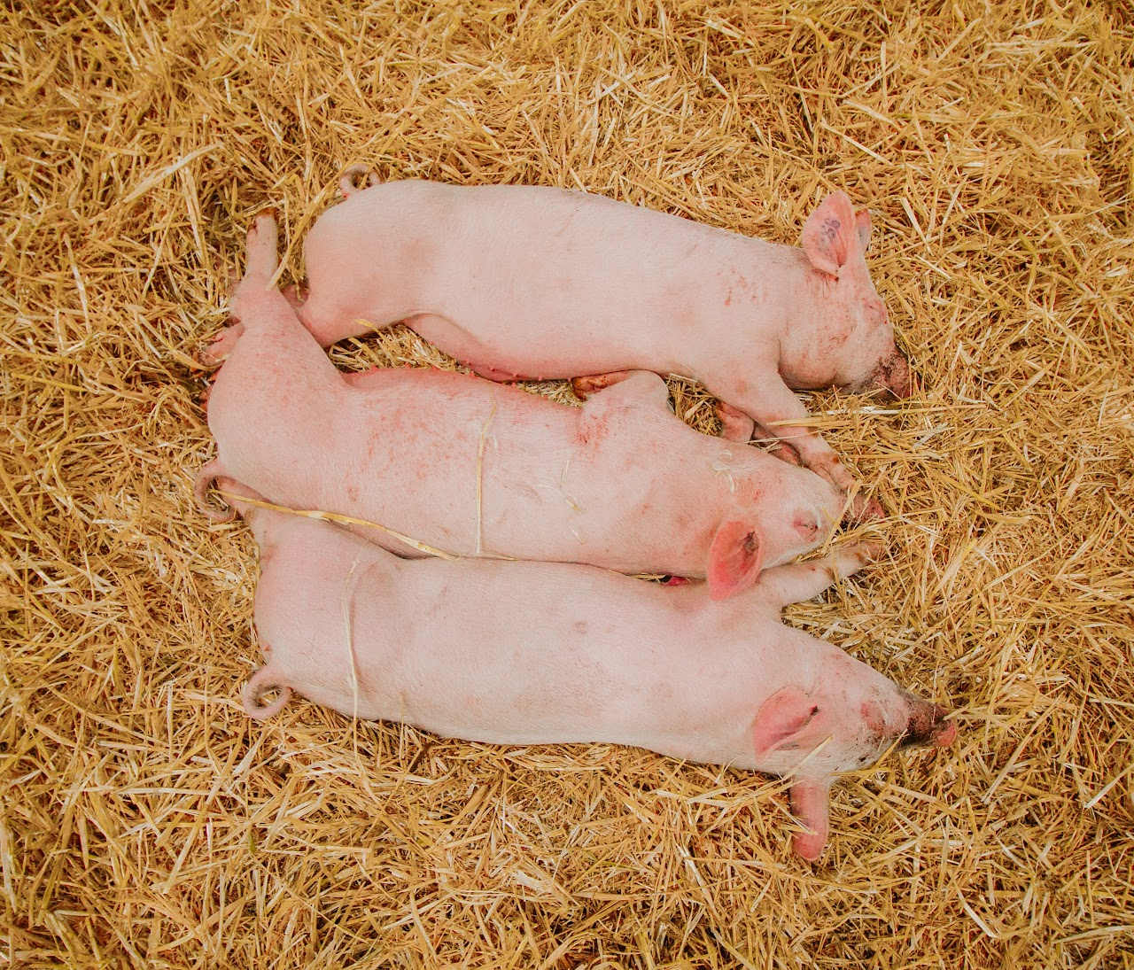 Three piglets sleeping on a bed of straw.