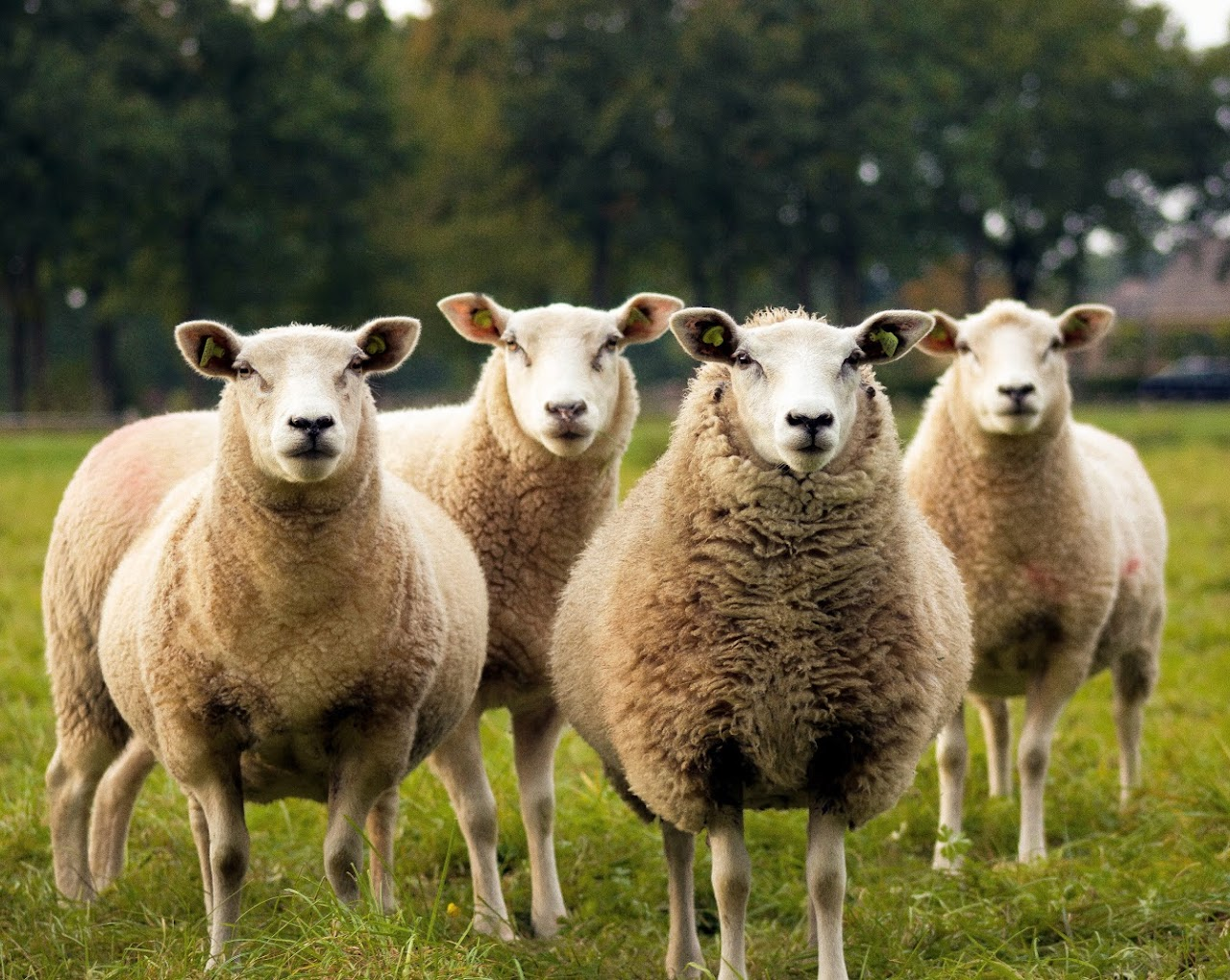 Four sheep standing in a grassy field, looking at the camera with trees in the background.