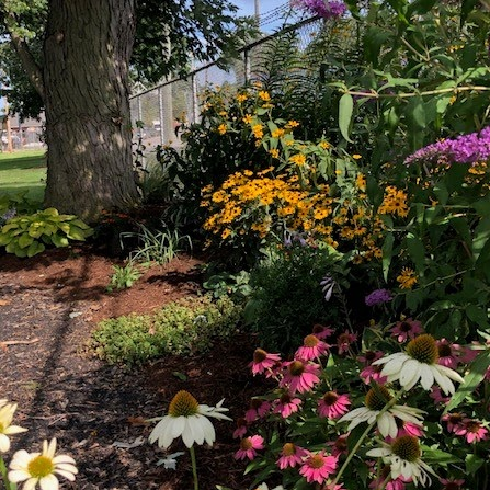 A garden with colorful flowers, including pink, white, and yellow blooms, under a large tree next to a fence.