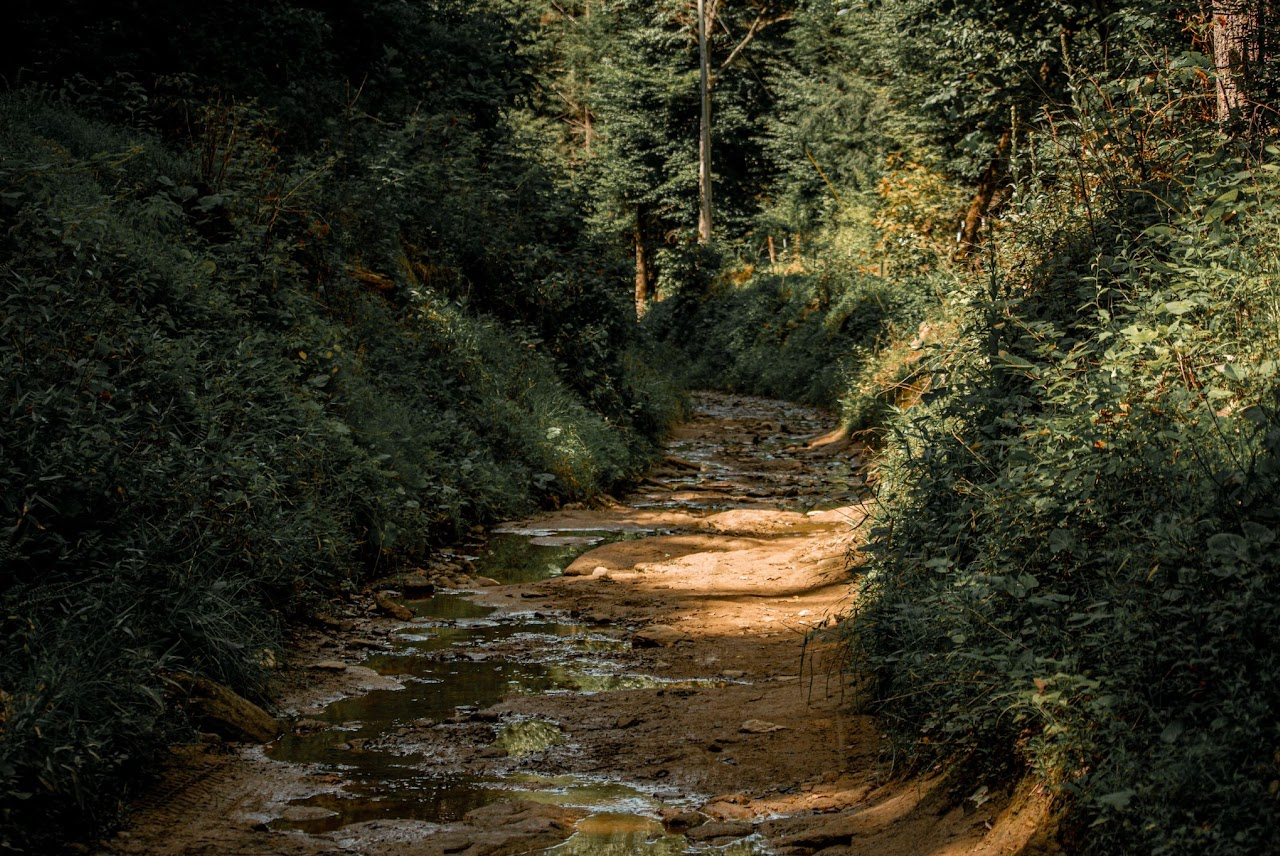 A sunlit forest path with a shallow stream surrounded by lush green foliage.