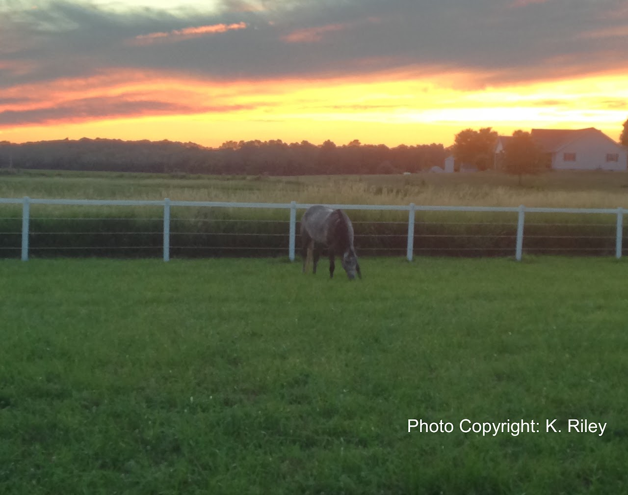 Horse grazing in a fenced field with a sunset sky in the background.