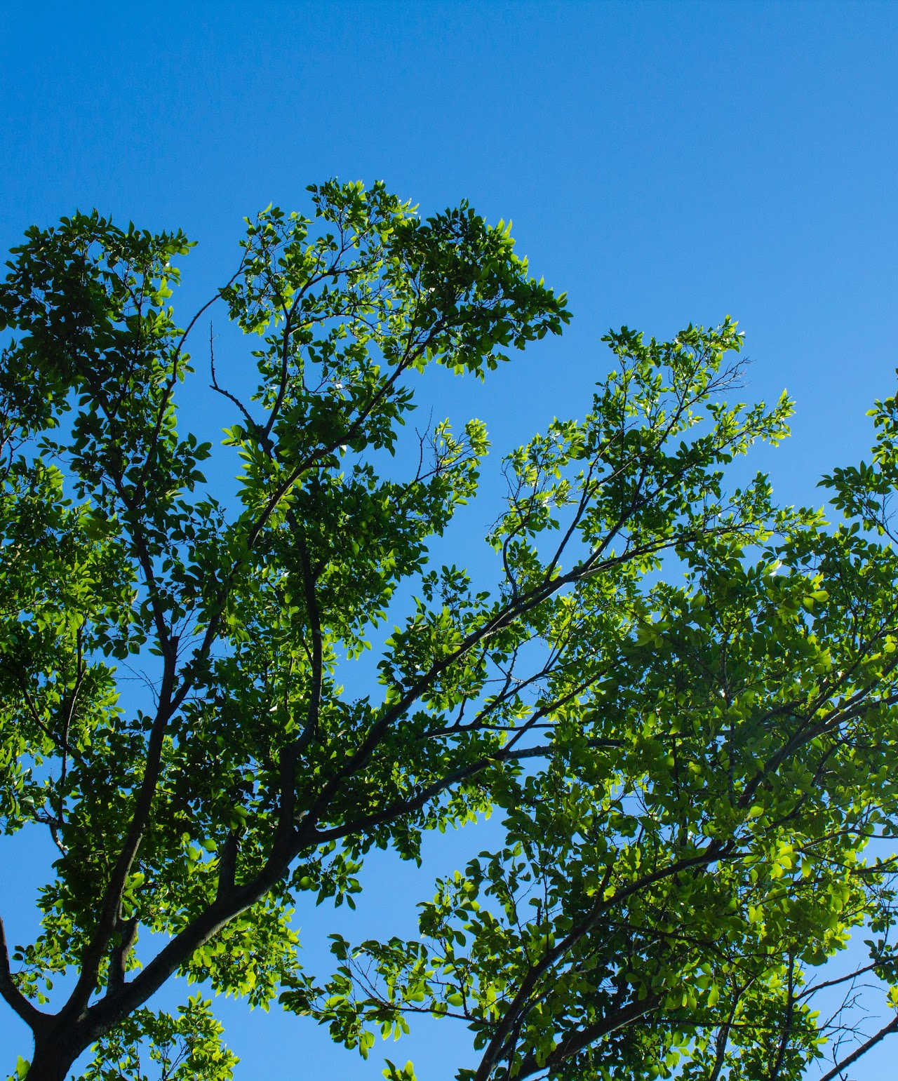 Green tree branches with leaves against a clear blue sky.