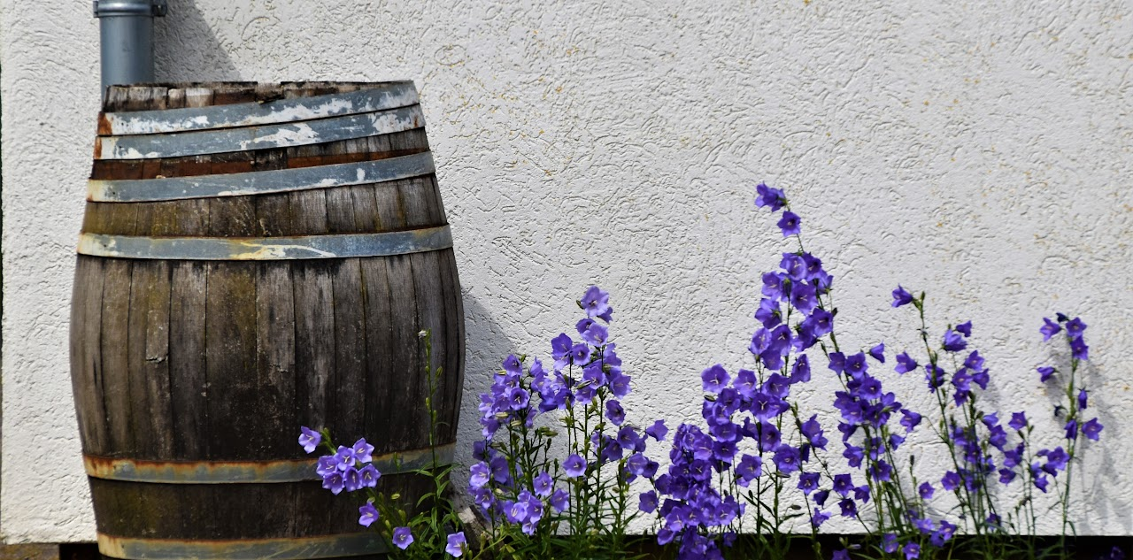 Wooden barrel next to a wall, with vibrant purple flowers blooming beside it.
