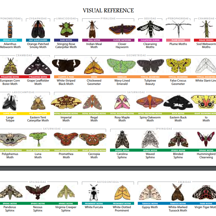 An illustrated chart showing various moth species, grouped by families with names like Ailanthus Webworm Moth and Carolina Sphinx.