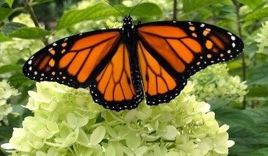 A monarch butterfly with open wings resting on light green hydrangea flowers.