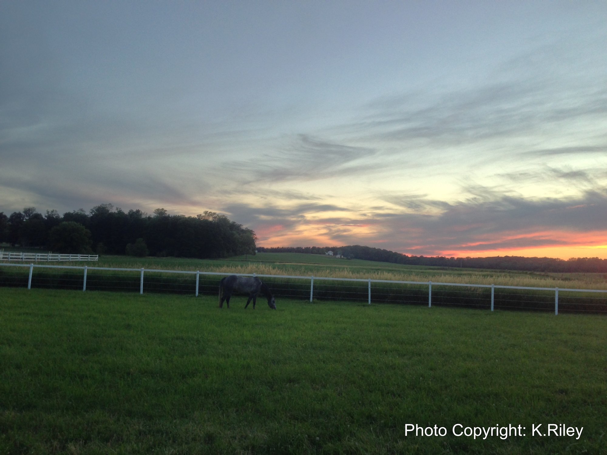 A horse grazes in a fenced pasture at sunset with a forested backdrop.