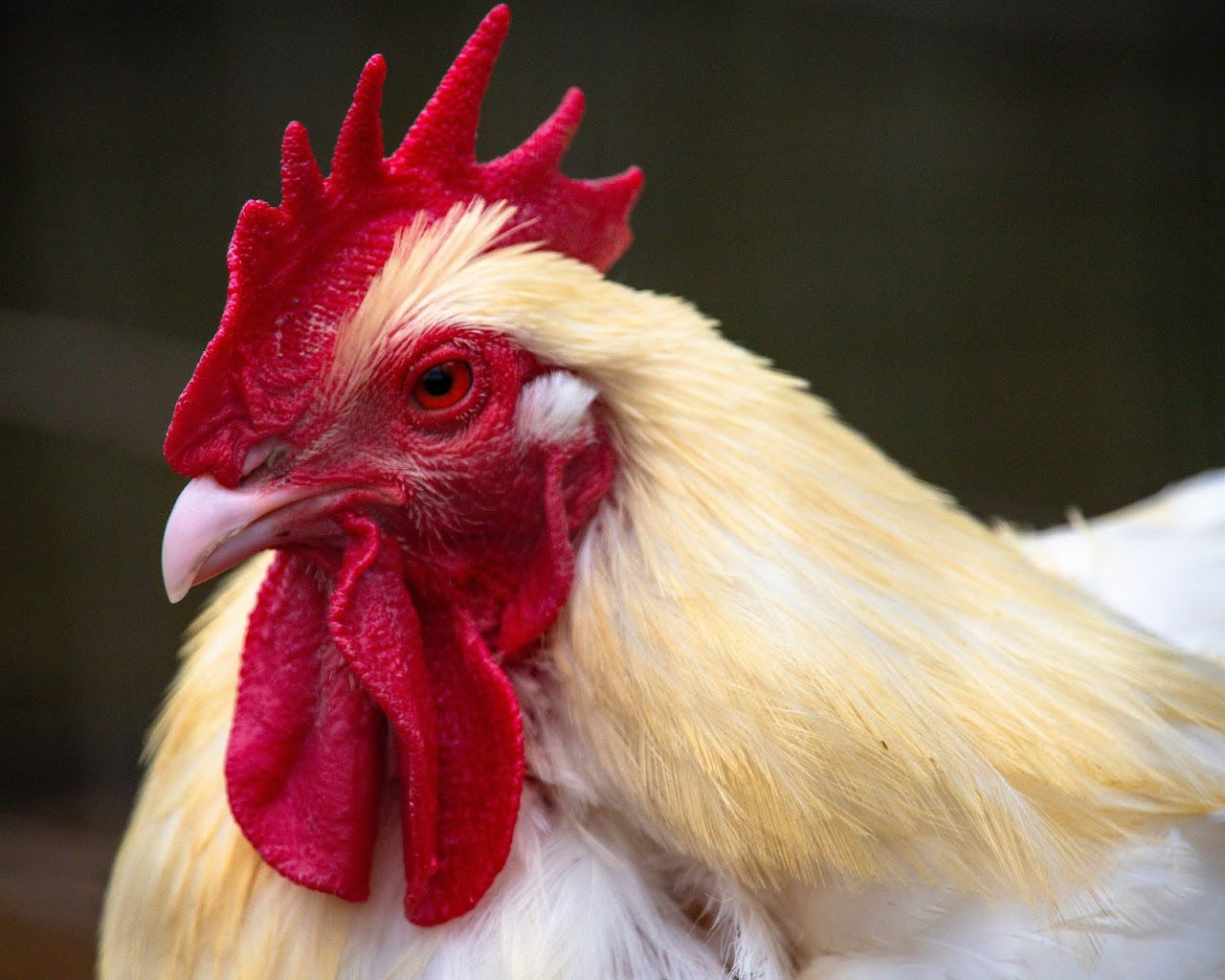 Close-up of a rooster with a red comb, wattles, and white feathers.