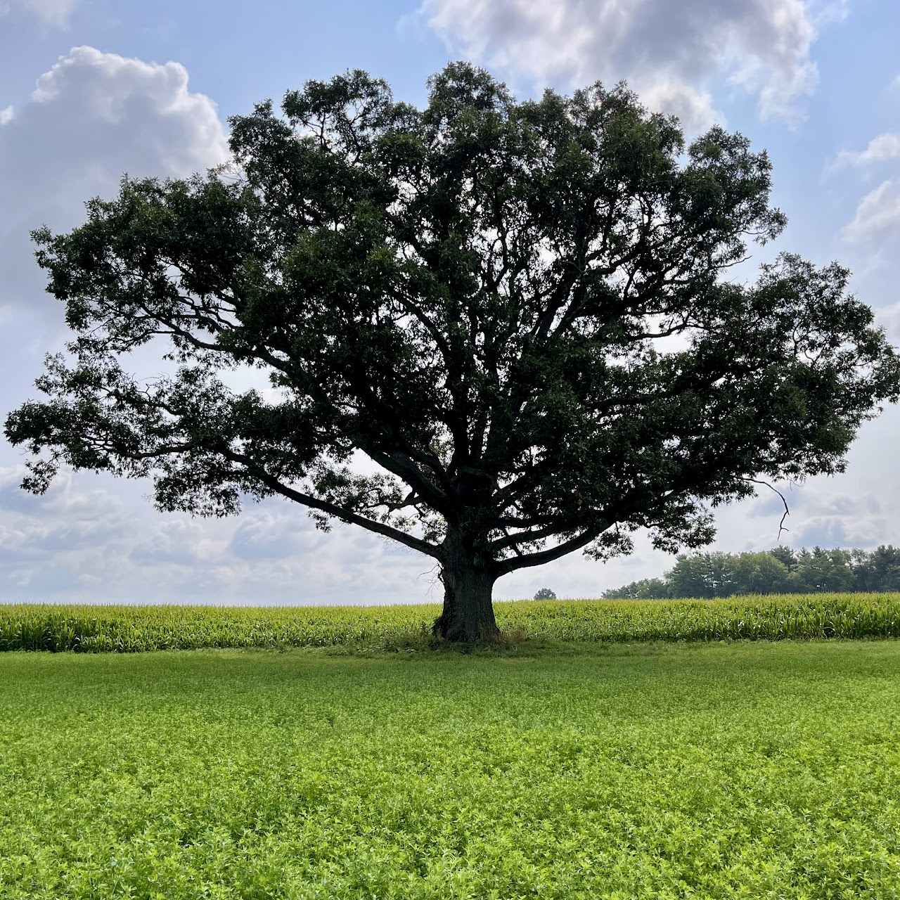 A large tree in the center of a grassy field under a cloudy sky.