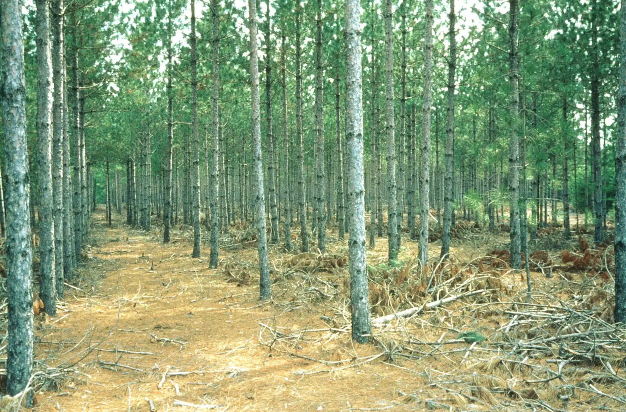 May contain: plant, vegetation, tree, grove, land, nature, outdoors, woodland, soil, and scenery