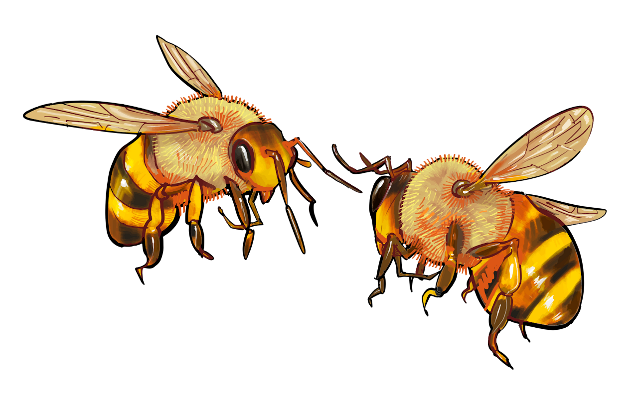 Two bees with fuzzy bodies and translucent wings, facing each other on a black background.