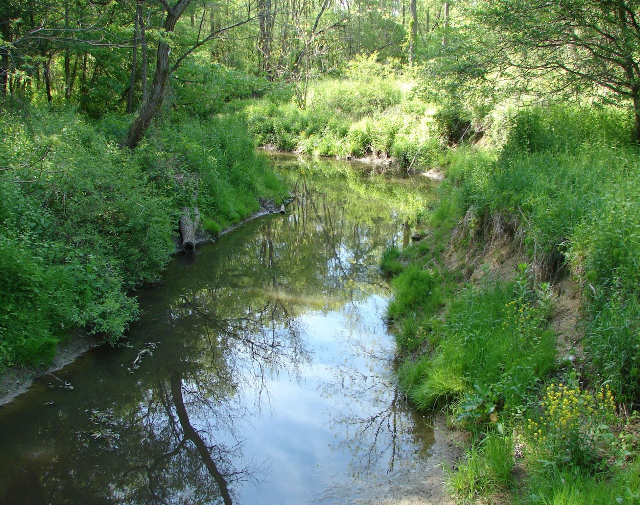 A tranquil stream surrounded by lush green vegetation and trees with reflections in the water.