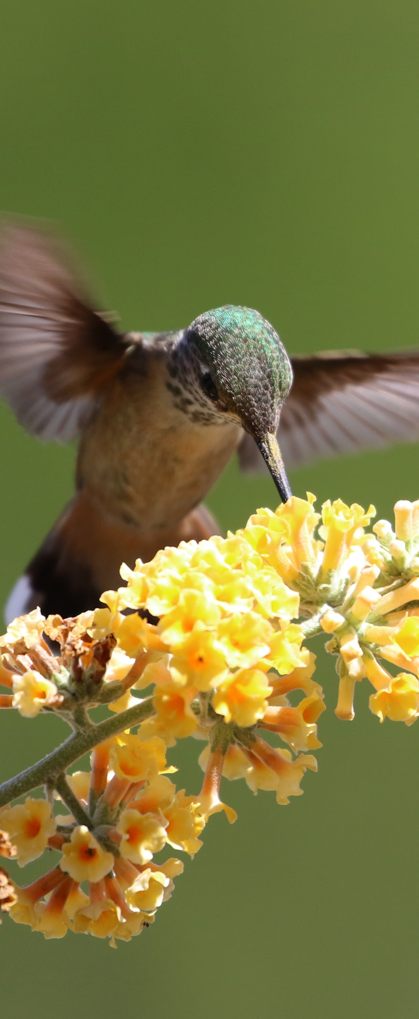 A hummingbird hovers near yellow flowers against a green background.