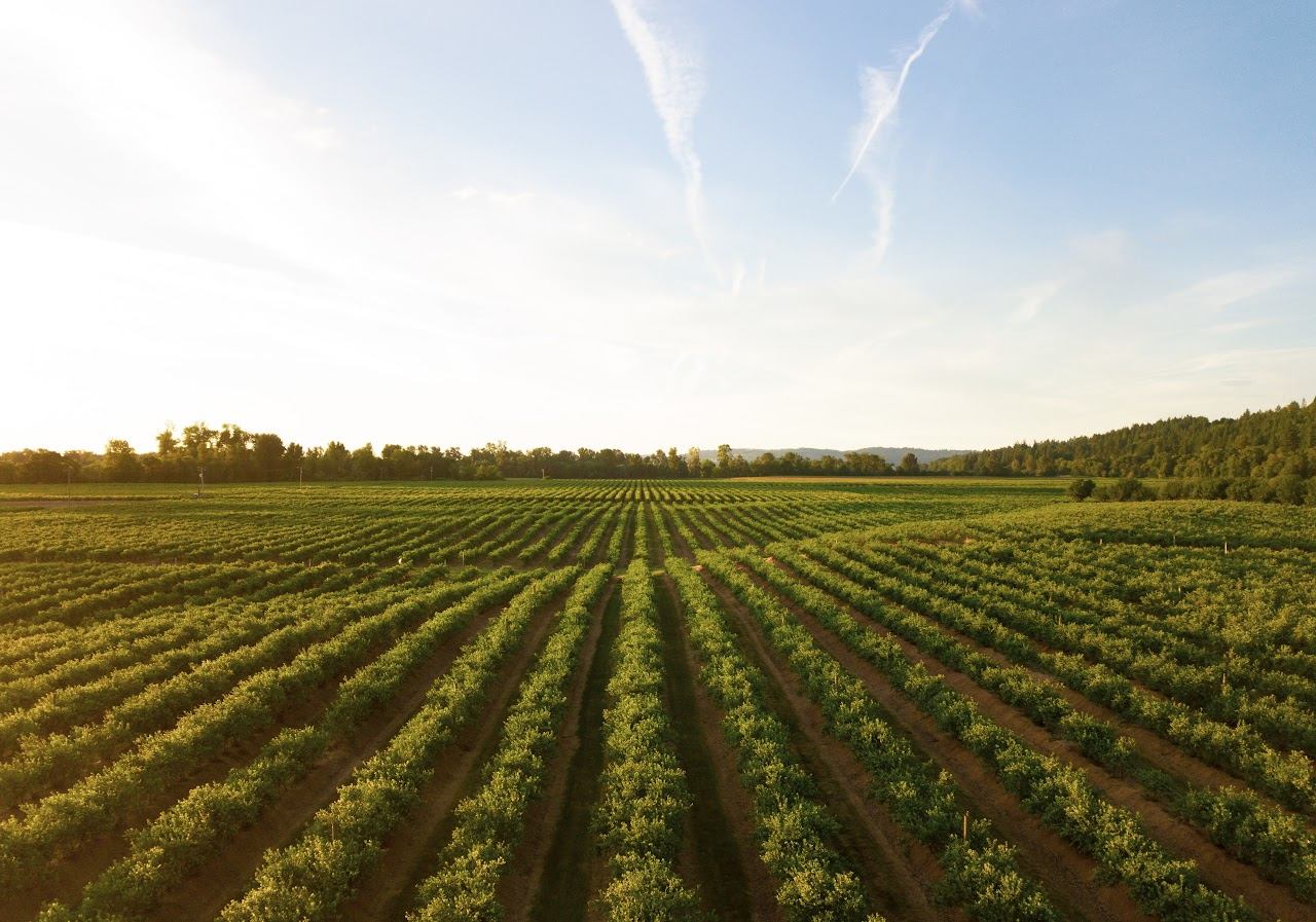 Aerial view of a vast, green vineyard with rows of lush plants under a clear blue sky.